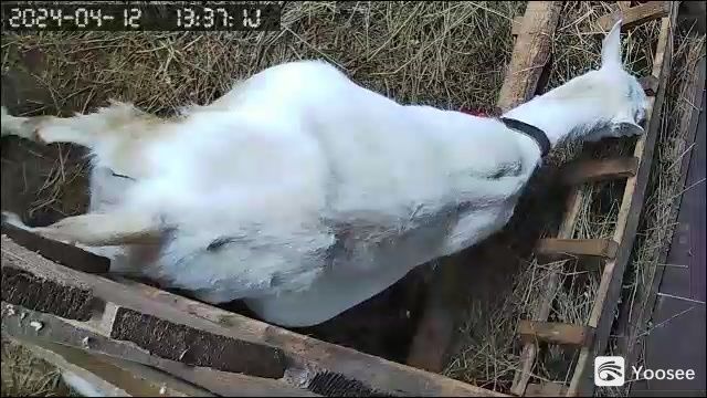 Vând capre și țapi saanen și anglo nubiene