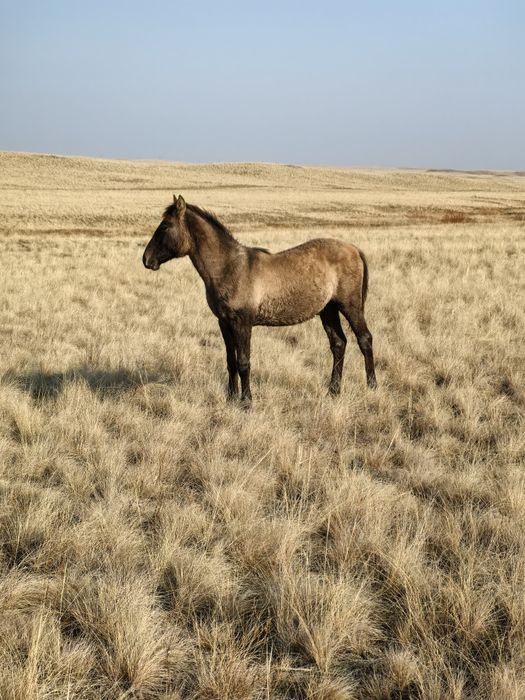Жабағылар сатылады
