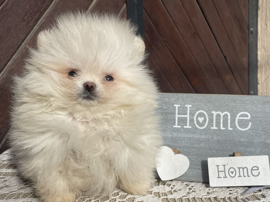 Мъжко Помртанчее