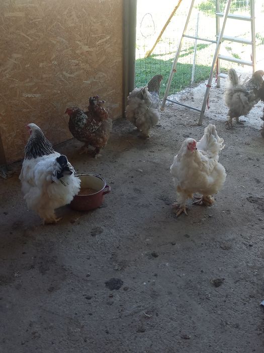 Familie brahma de vânzare