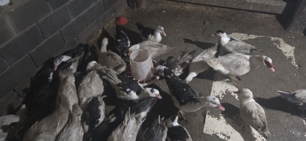 Индоутки продам не дорого