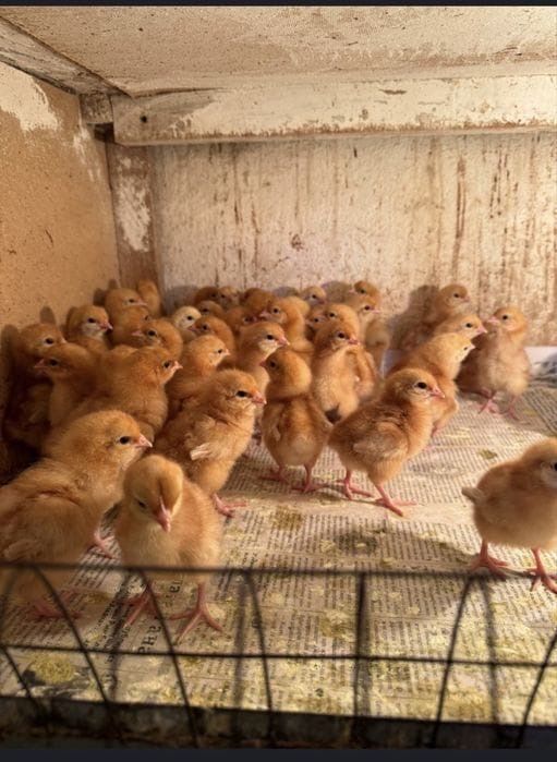 Продам  домашних цыплят
