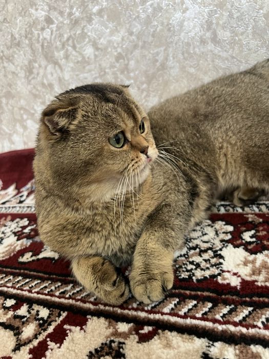 Scottish fold sotiladi