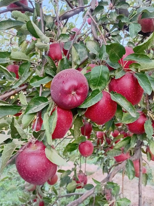 Baxmal Olmasi sotiladi hali shoxidan uzulmagan narxini  kelishamiz