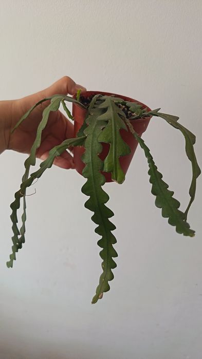 Эпифиллум 'fishbone cactus