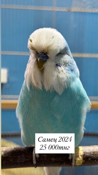 Выставочные попугаи чехи