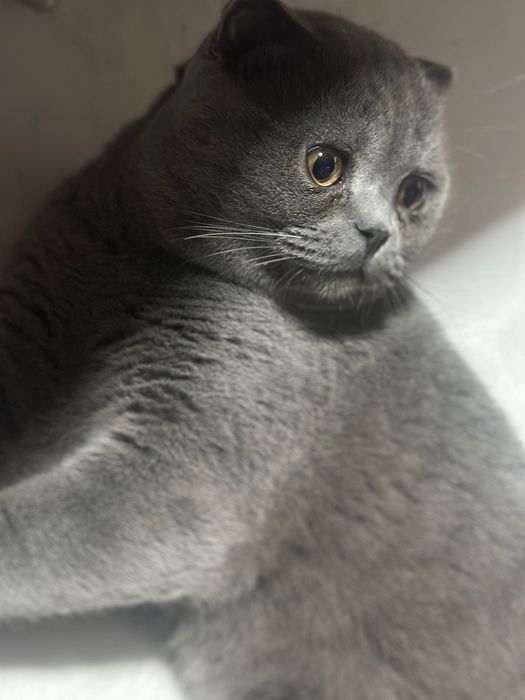 Продается Чистокровный Скотиш Фолд