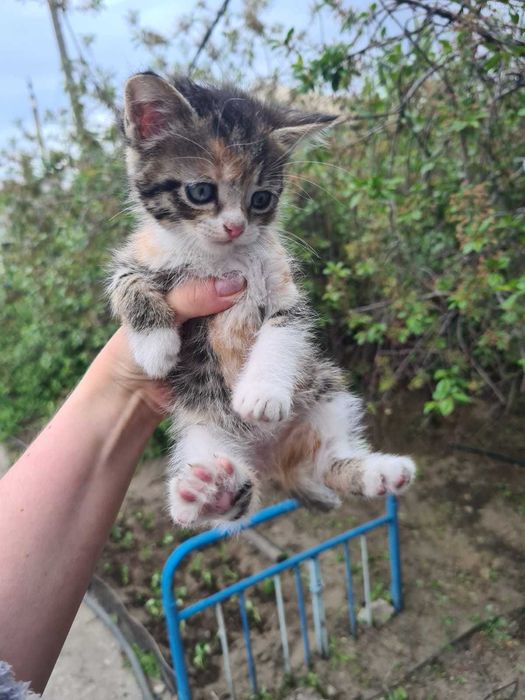 Отдам котят в добрые руки бесплатно
