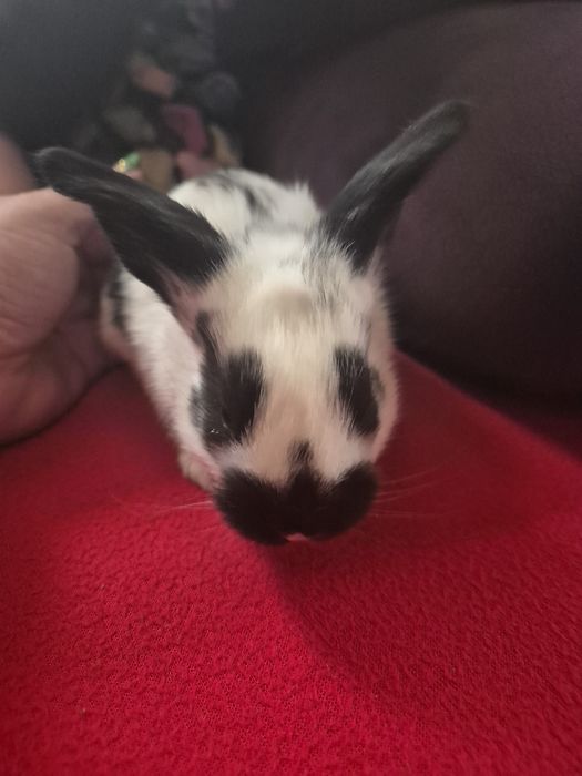 Iepuri fluture german