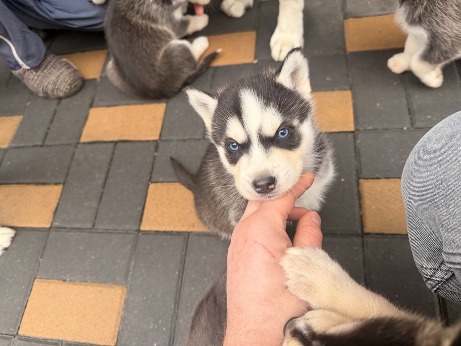 Fetita husky siberian