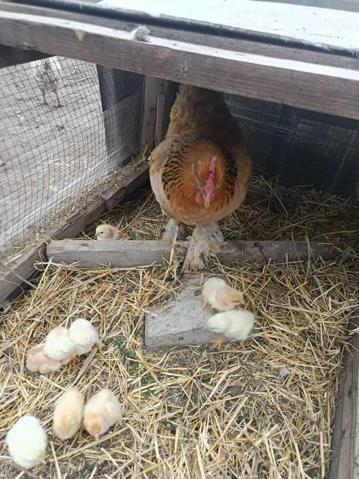 Продам квочку с циплятами