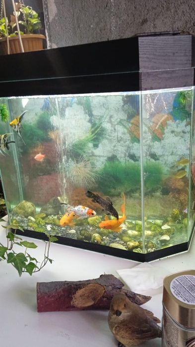 Аквариум 60 литров