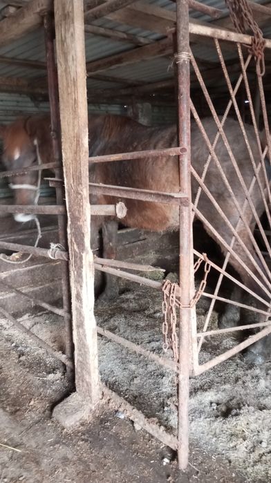 Продам бие с откорма.