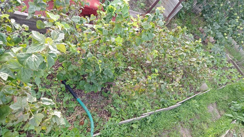 Продам     дачу.