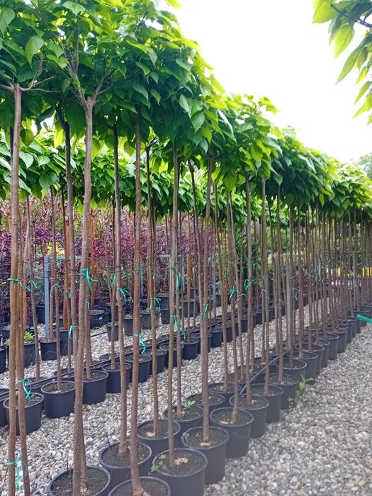 Vând catalpa globulară ornamentală