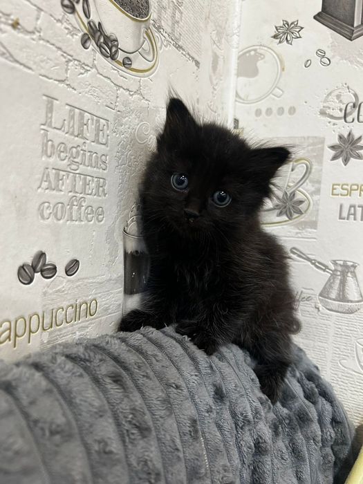 Красивые  котята