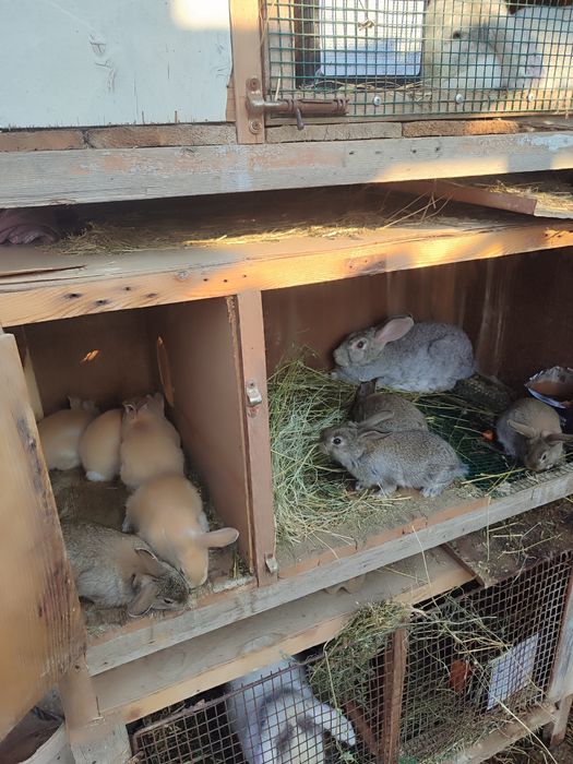 Жайдари куён сотилади