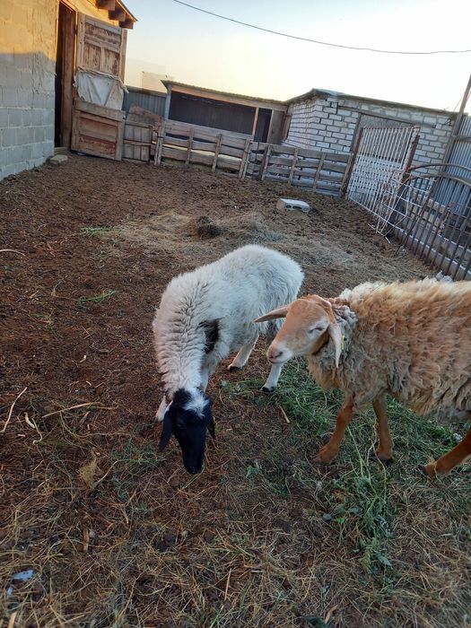 Продам баран овец