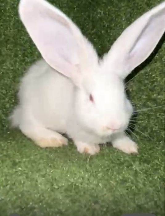 Крольчата кролики кролы биг