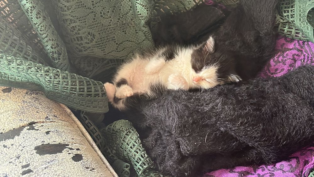 Отдам котенка в добрые руки