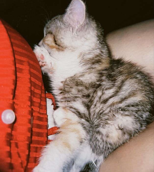 Котенок в добрые руки