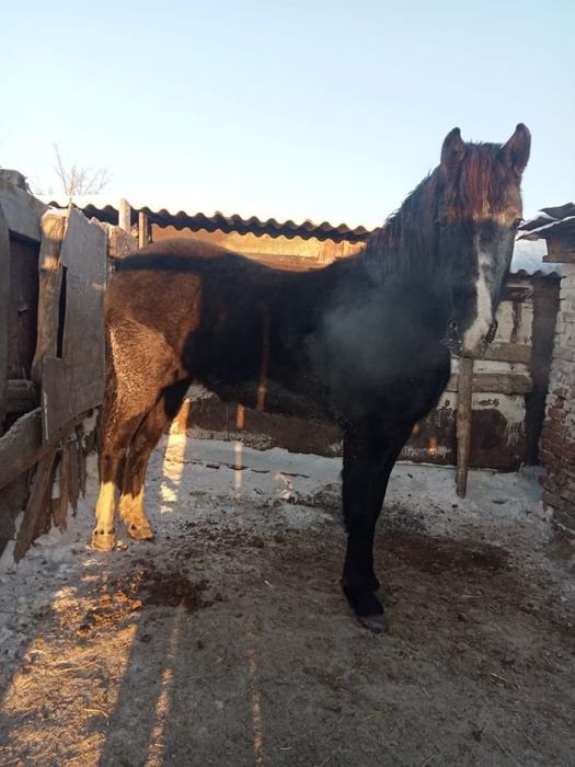Продам кобылку жирная