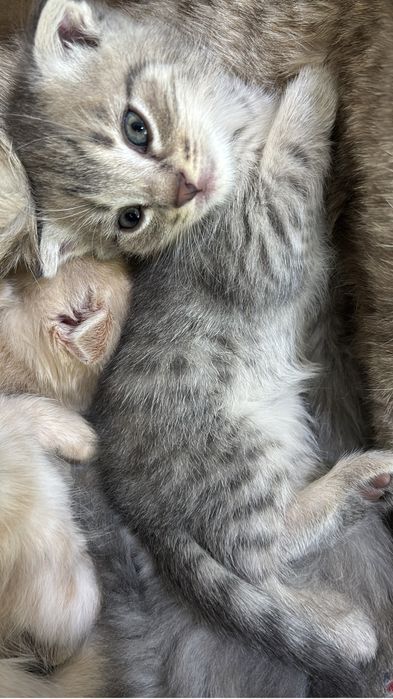 Вислоухие котята