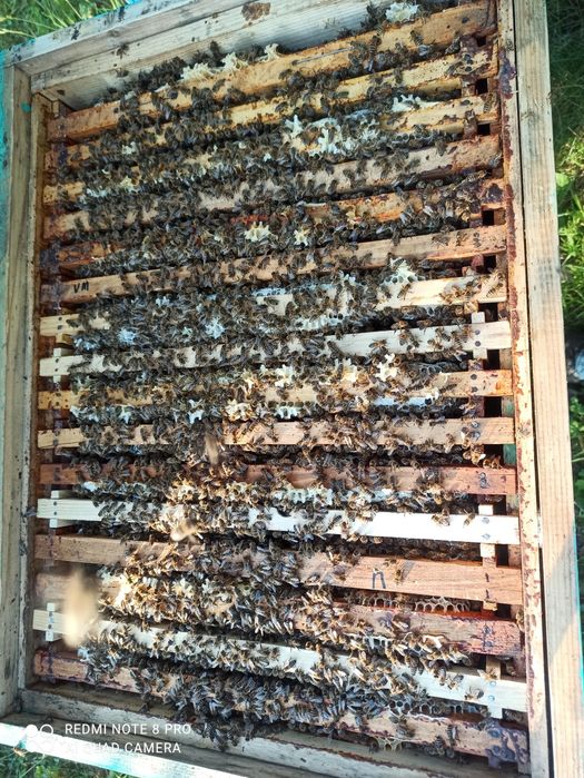 Vând 20 famili de albine