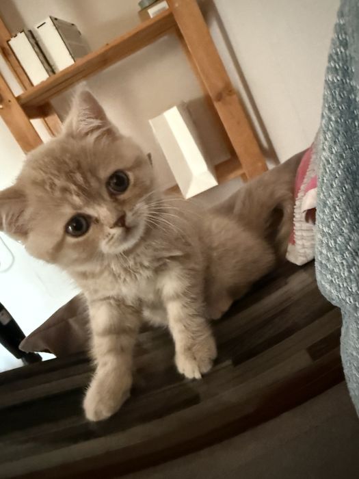 Шотландский скотиш страйт ………………….