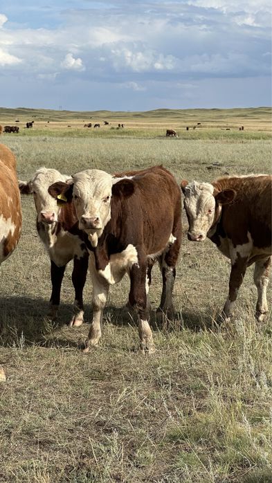 Подсос бұқалар акбас