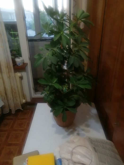 Комнатное растение "Шефлера"