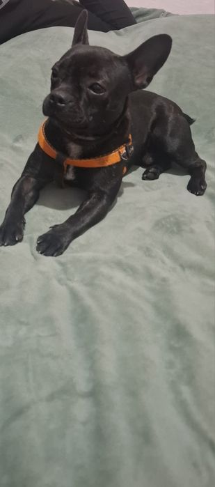 Французский бульдог