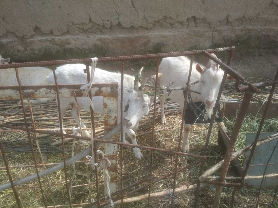 Zanin, Alpin zotli Echkilar