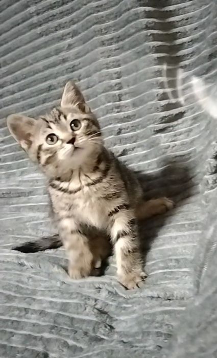 Мальчик. Скоттиш страйт.