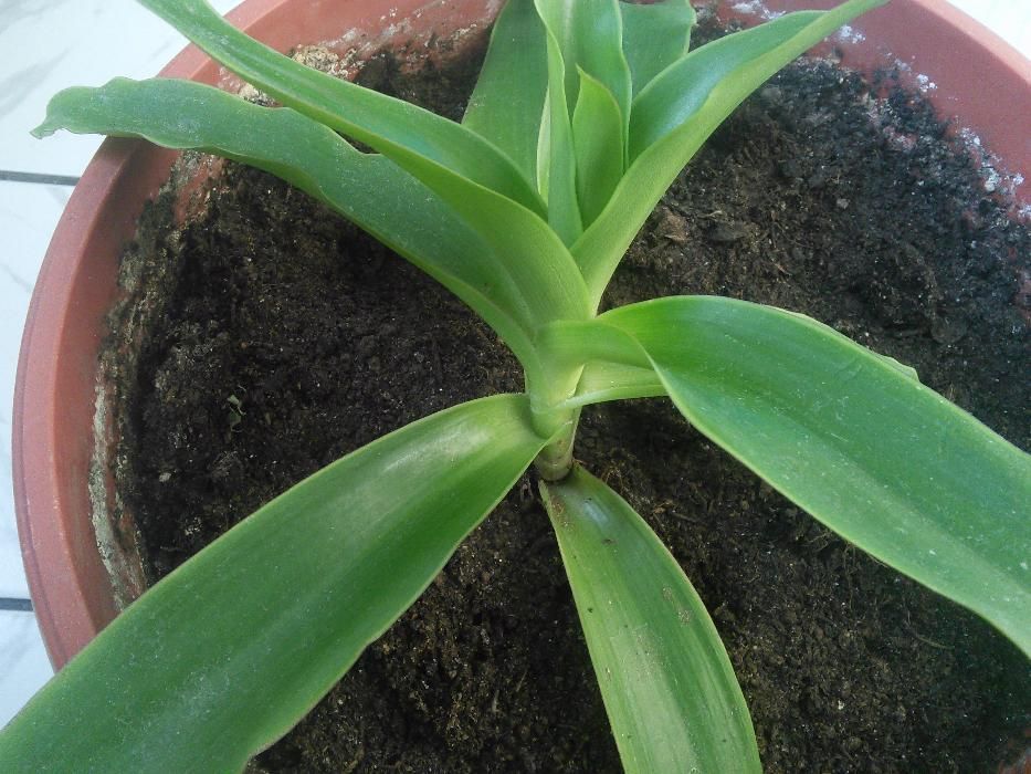 Растение кализия лечебна.,разсад.