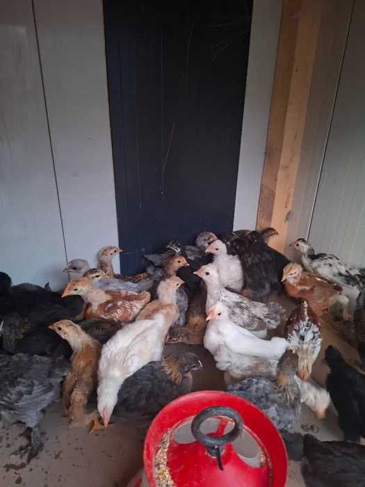 Pui de găină de țară Sau ouă pentru consum și incubat