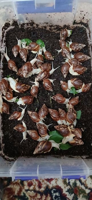 Ulitkalar sotiladi, yuz parvarishi uchun foydali