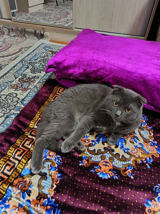Отдам кота скоттшфолд в хорошие руки бесплатно