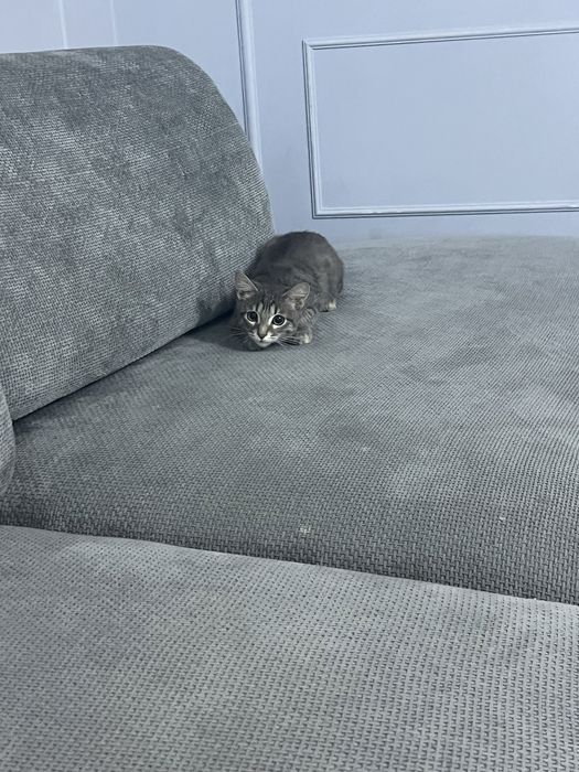 Продам кота самец