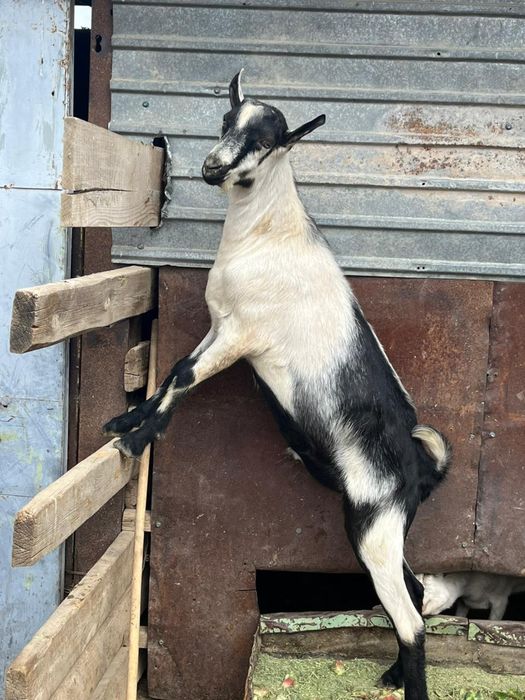 100%пиакок теке ешкі қашыруға