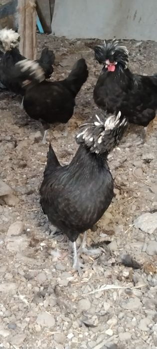 Продаются хохлатые цыплята