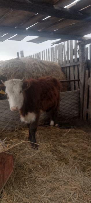 теленок продается