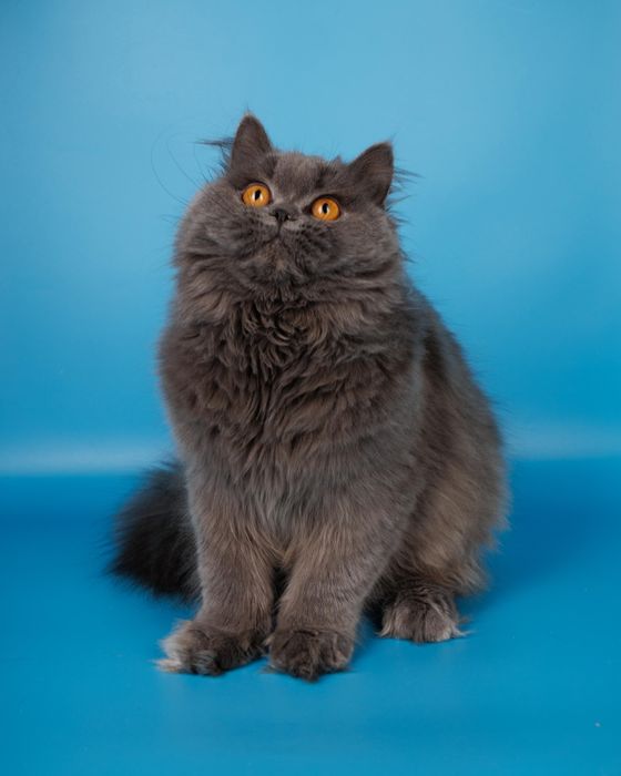 Длиношерстные британские котята