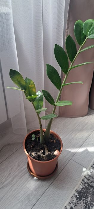 Продается долларовое дерево, замиакулькас