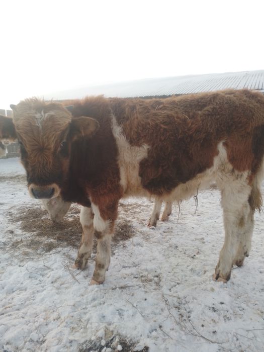 Продам бычок. Подсос.