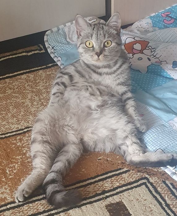 Отдам кошку в добрые руки