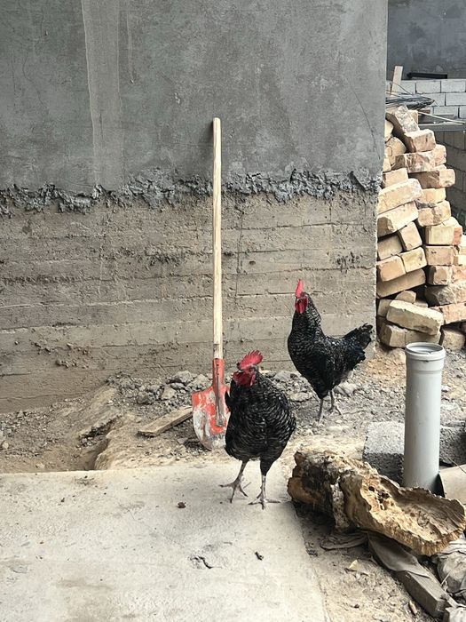 Qora shag’zoda xo’roz va tovuqlar