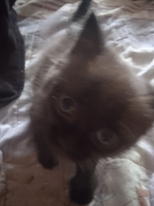 Отдам котенка мальчик в добрые руки