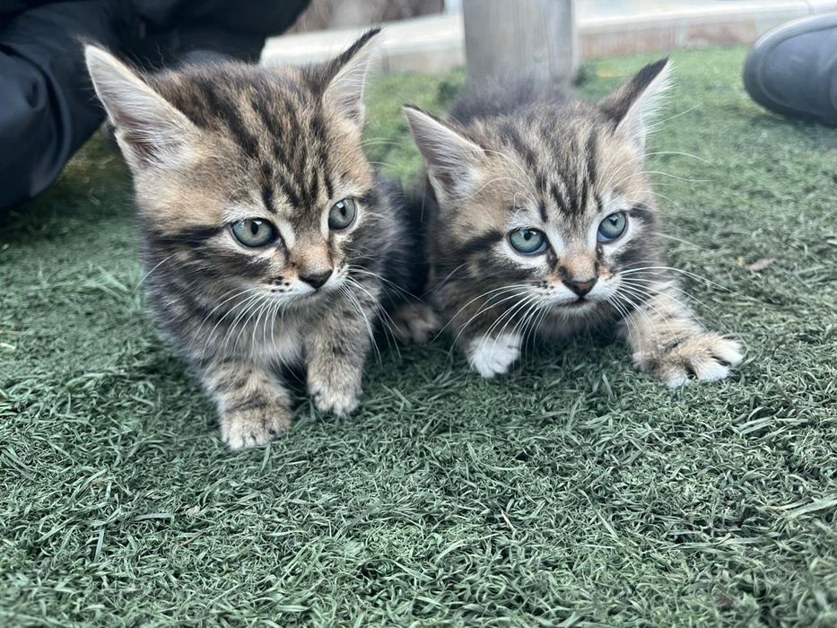 Продам британцев