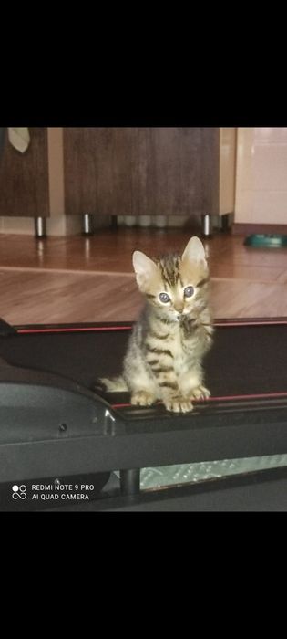 Бенгальские котята